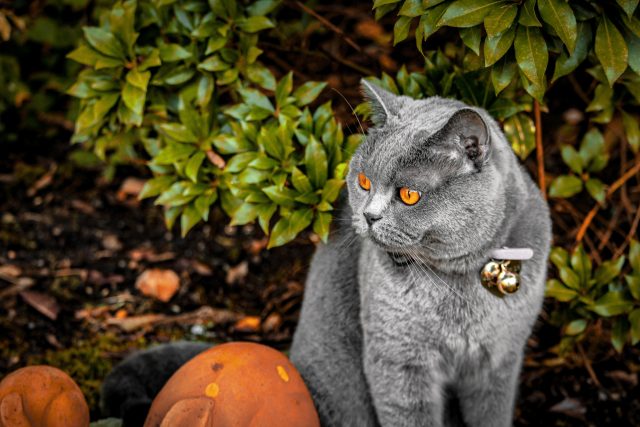 Cat Names That Start With K