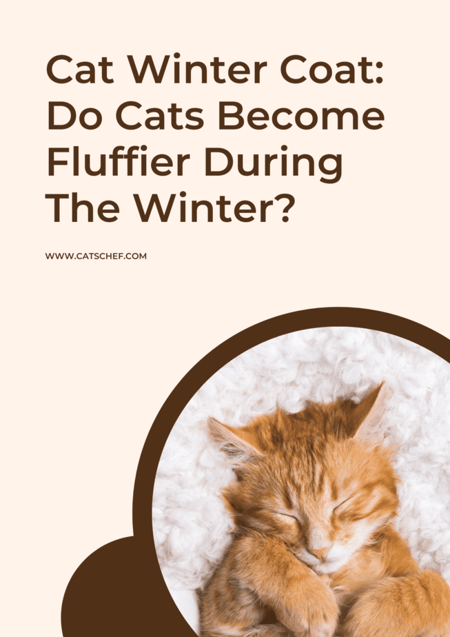 Cat Winter Coat: Do Cats Become Fluffier During The Winter?