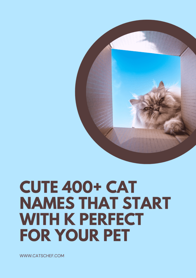 Cute 400+ Cat Names That Start With K Perfect For Your Pet