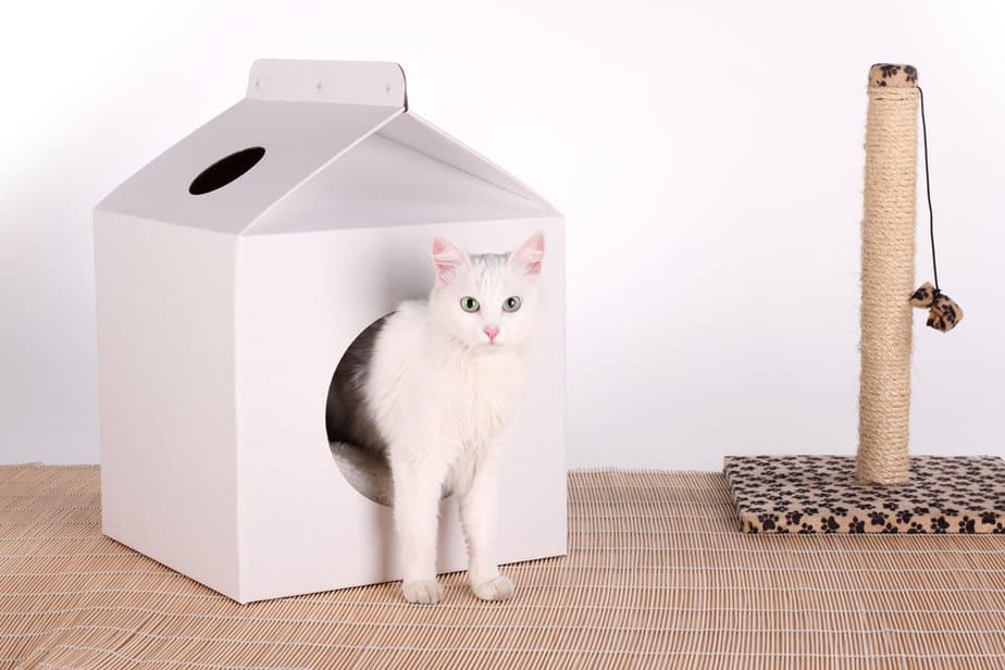 300+ Beautiful Turkish Cat Names And Their Meanings