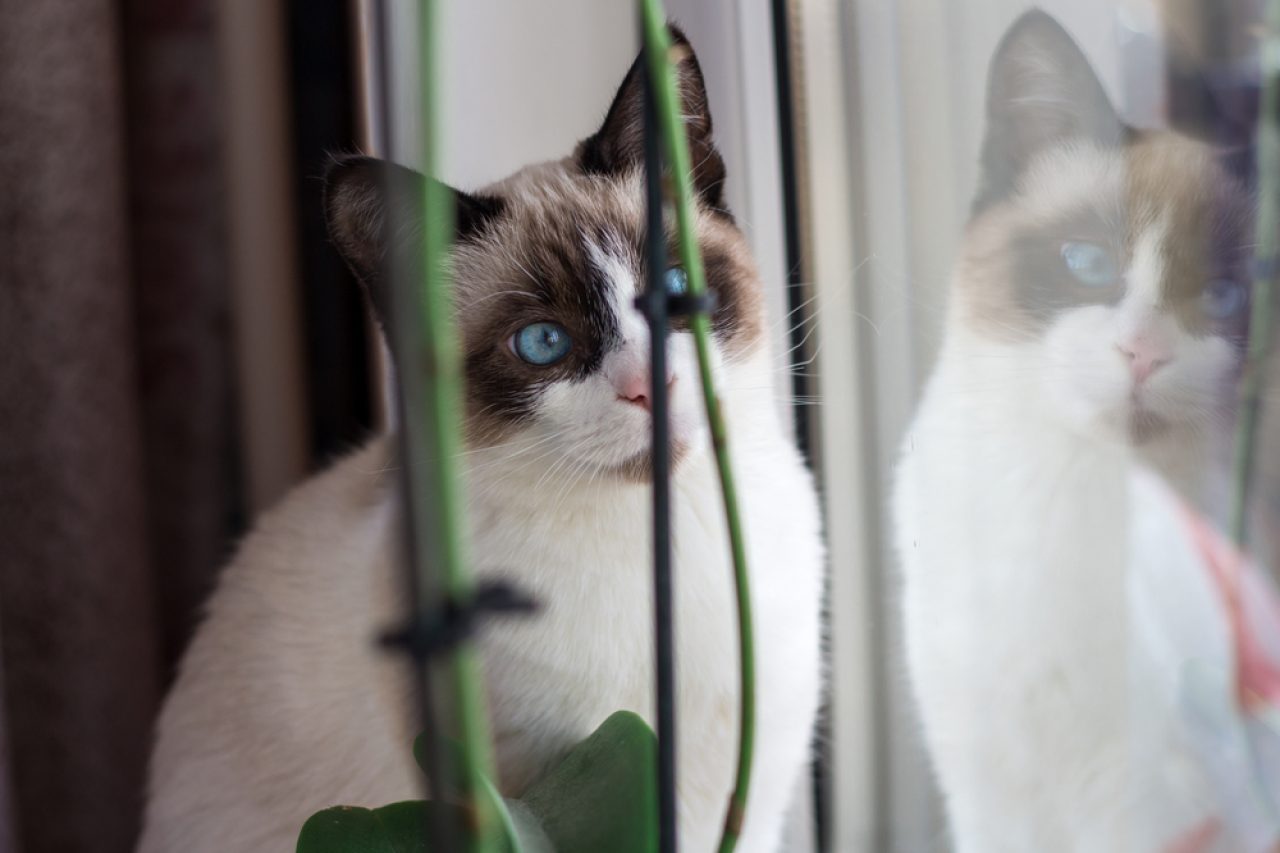 300+ Güzel Türkçe Kedi İsmi ve Anlamları