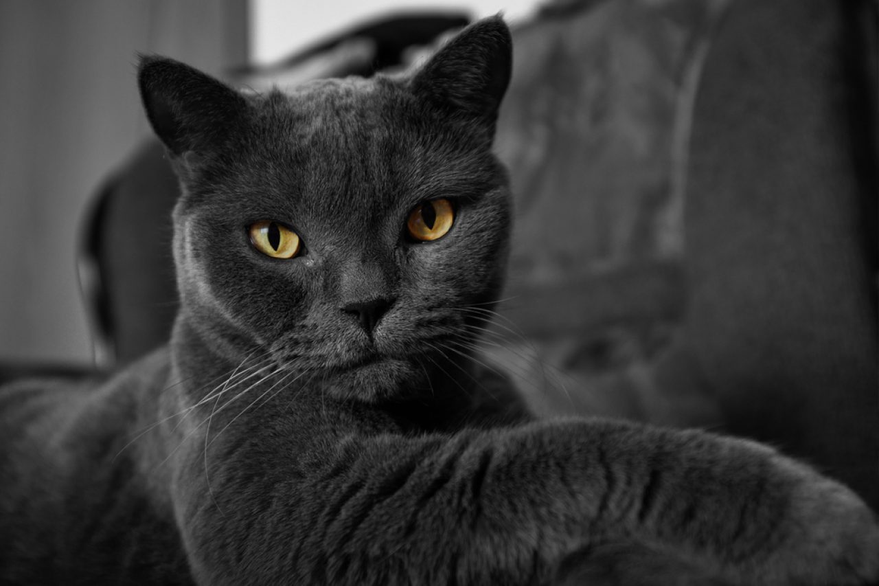 Black Cat Whiskers: Is Your Cat Rare Or Something's Not Okay?