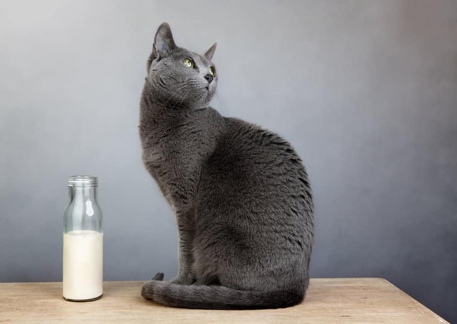 Kediler Badem Sütü İçebilir mi Herhangi Bir Meme Sütüne Benzemez!