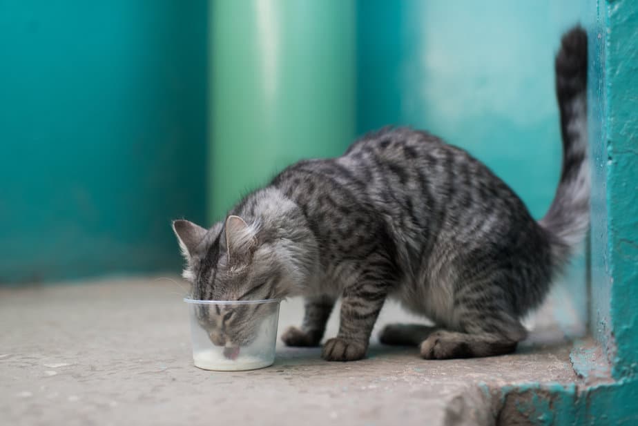 Kediler Badem Sütü İçebilir mi Herhangi Bir Meme Sütüne Benzemez!