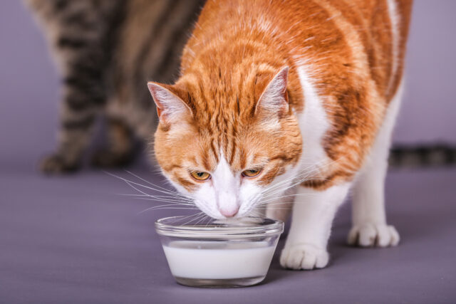 Can Cats Drink Almond Milk? It's Unlike Any Udder Milk!