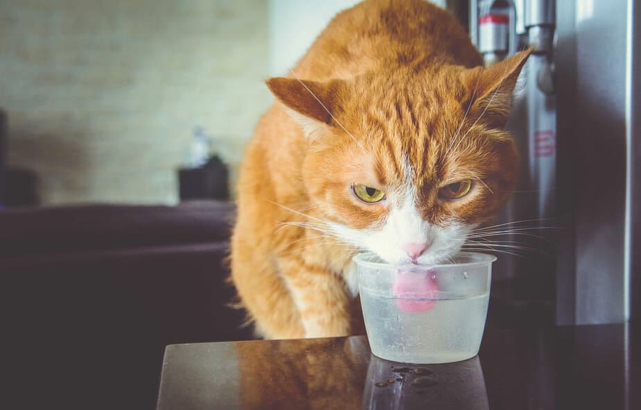 Kediler Hindistan Cevizi Suyu İçebilir mi? Bu Trend İçecek Güvenli mi?
