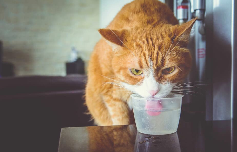 Can Cats Drink Coconut Water? Is This Trending Drink Safe?