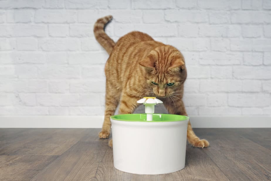 Can Cats Drink Coconut Water? Is This Trending Drink Safe?
