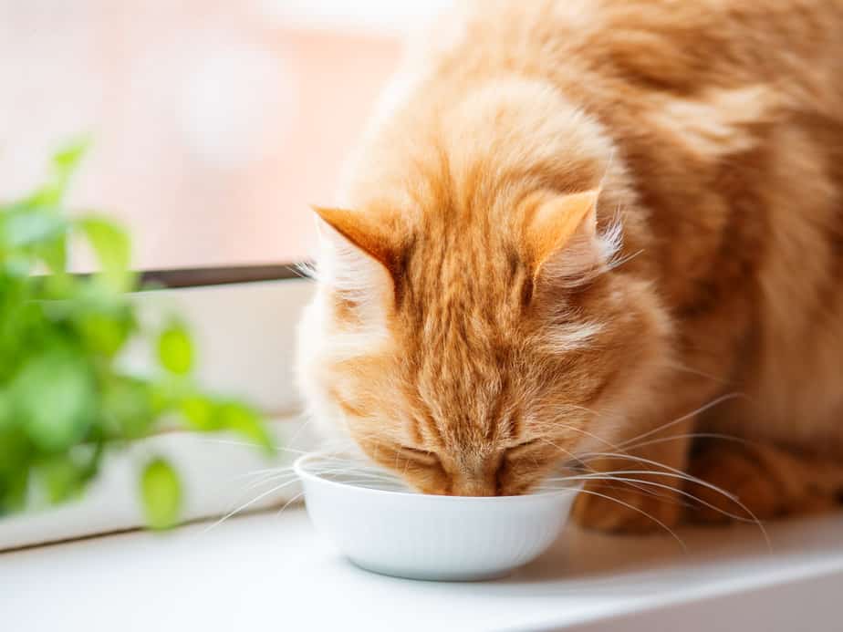 Can Cats Drink Coconut Water? Is This Trending Drink Safe?