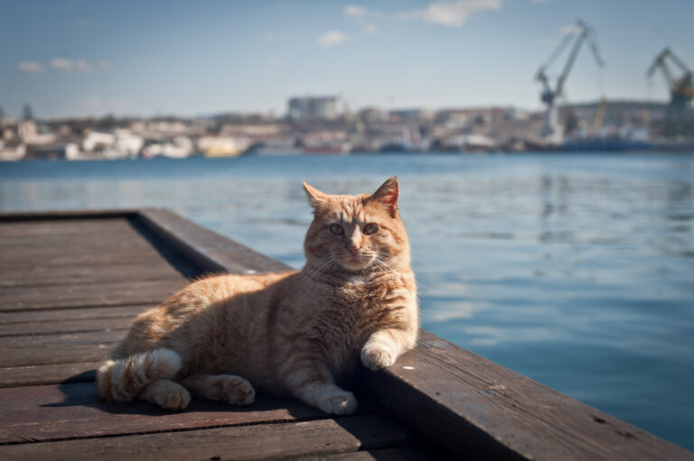 Can Cats Drink Salt Water? "Seas" The Day Or Stay Away?