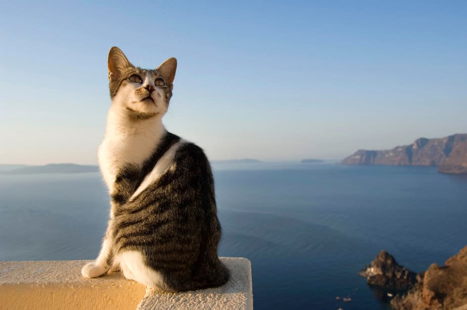 Kediler Tuzlu Su İçebilir mi? "Denizler" Günü mü Yoksa Uzak Durmak mı?