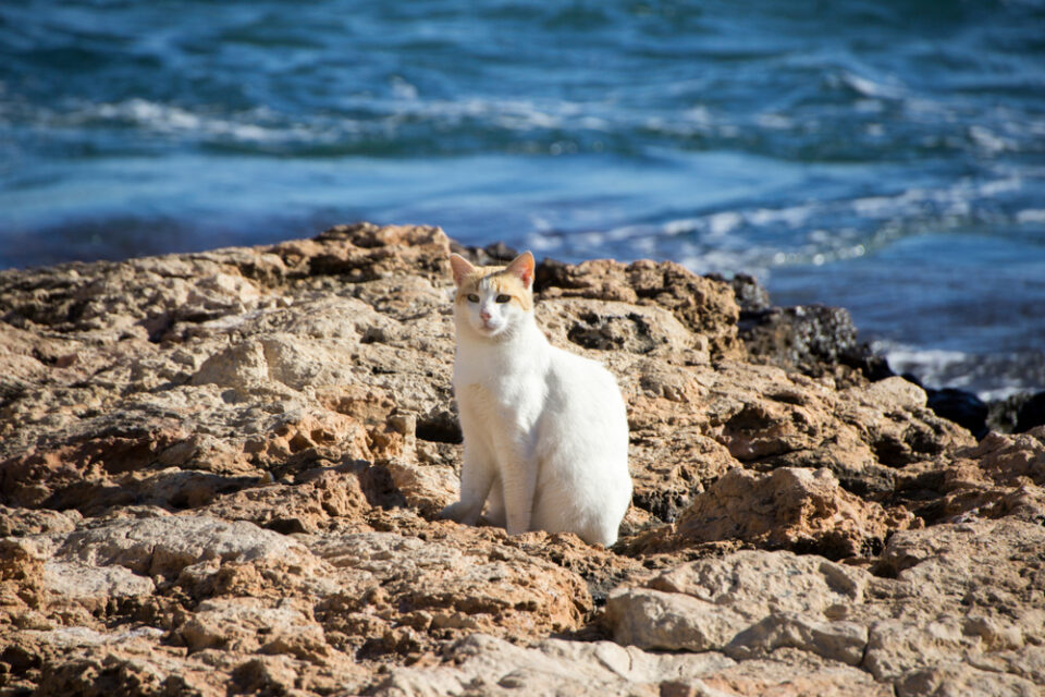 Can Cats Drink Salt Water? "Seas" The Day Or Stay Away?