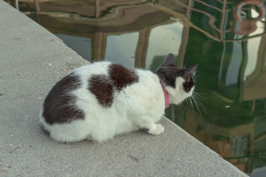 Can Cats Drink Salt Water? "Seas" The Day Or Stay Away?