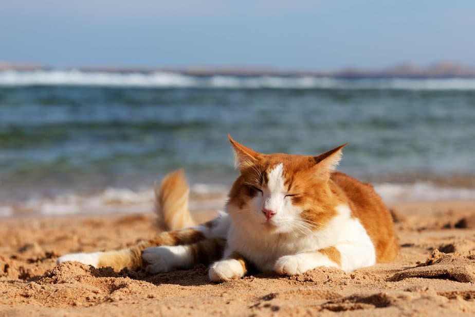 Can Cats Drink Salt Water? "Seas" The Day Or Stay Away?