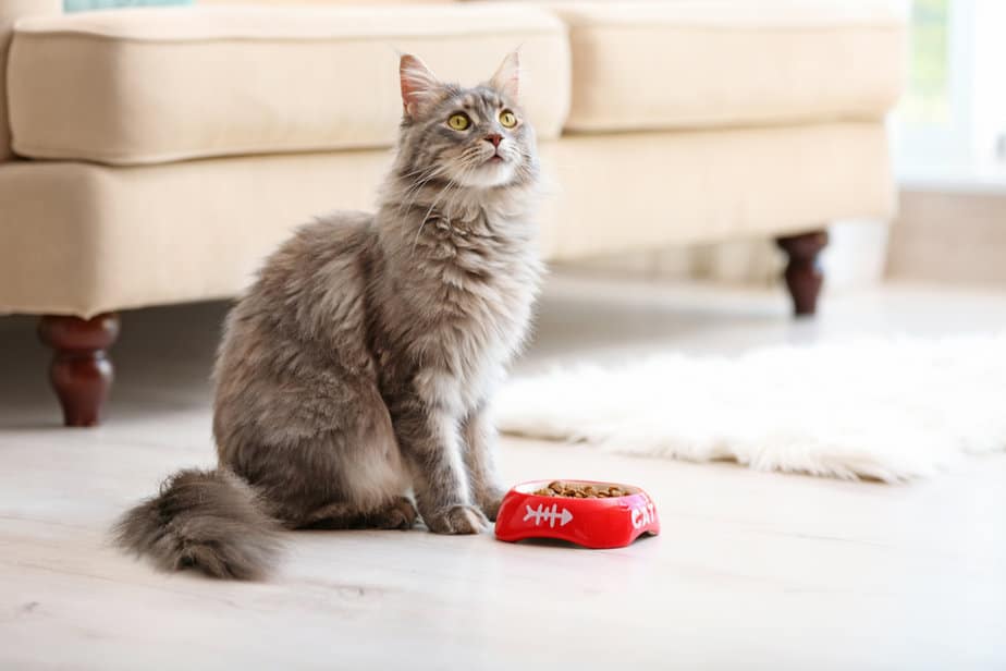 Can Cats Eat Cheetos All You Need To Know!