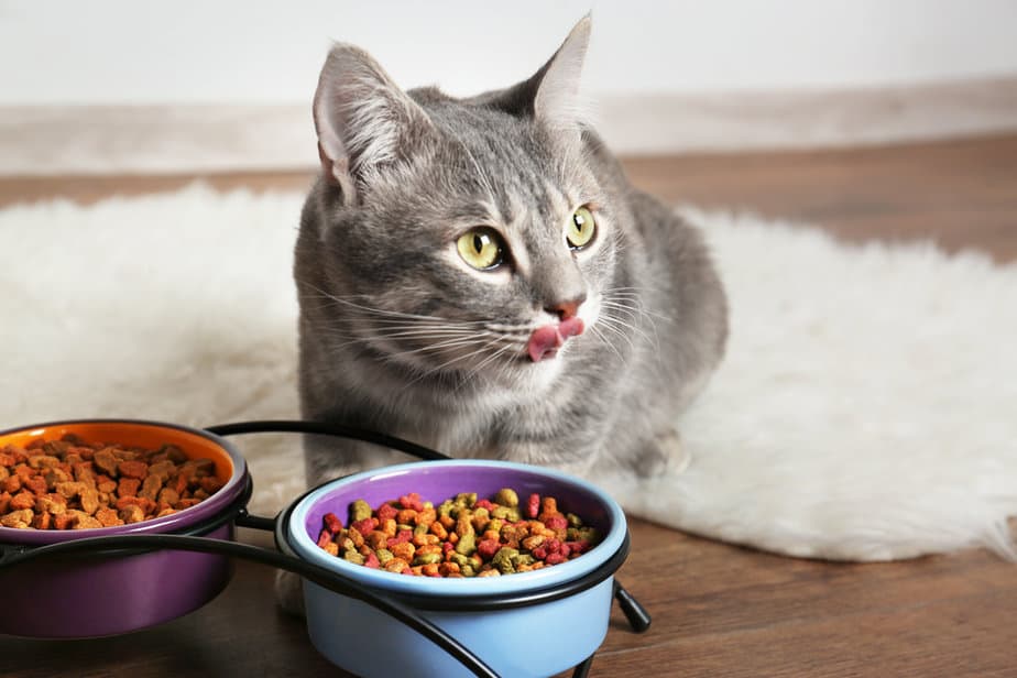 Can Cats Eat Cheetos All You Need To Know!