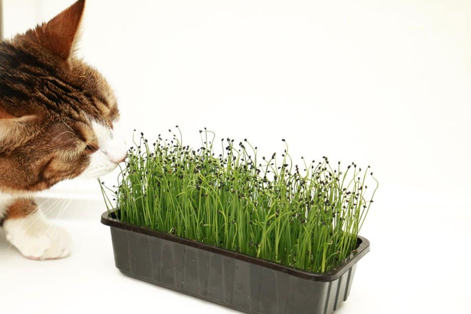 Can Cats Eat Chives Or Should They Run For Their Lives