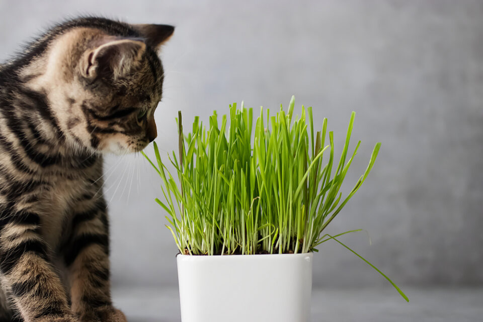 Can Cats Eat Chives? Or Should They Run For Their Lives?