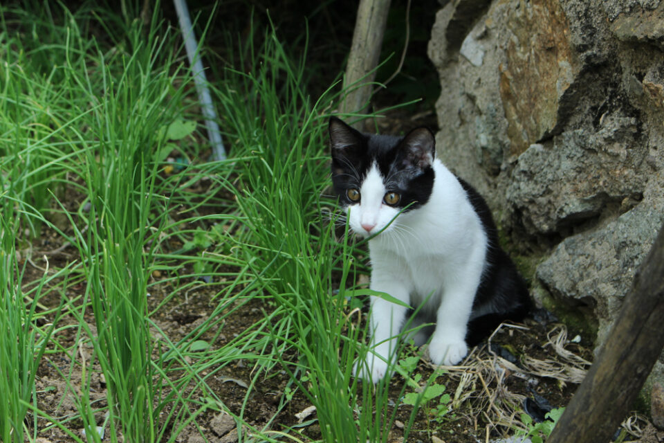 Can Cats Eat Chives? Or Should They Run For Their Lives?