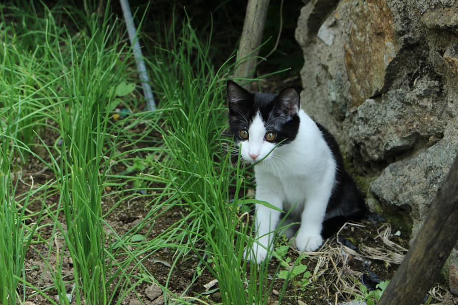 Can Cats Eat Chives Or Should They Run For Their Lives