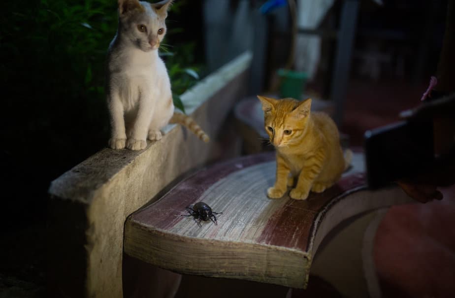 Can Cats Eat Cockroaches? Are These Cringey Critters Safe?