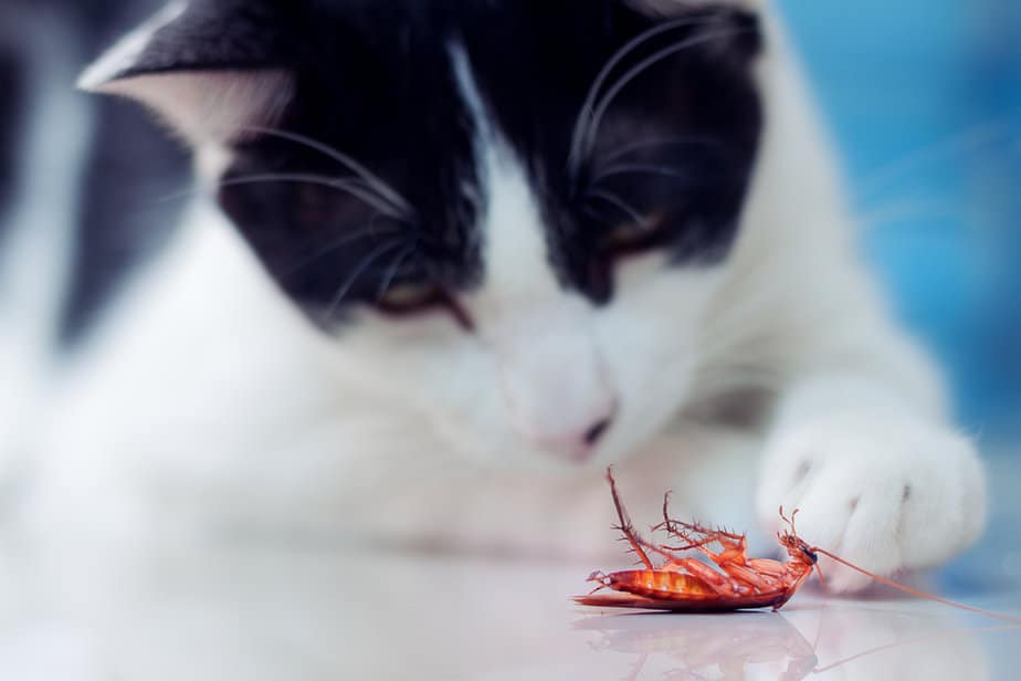 Kediler Hamamböceği Yiyebilir mi? Bu Korkunç Yaratıklar Güvenli mi?
