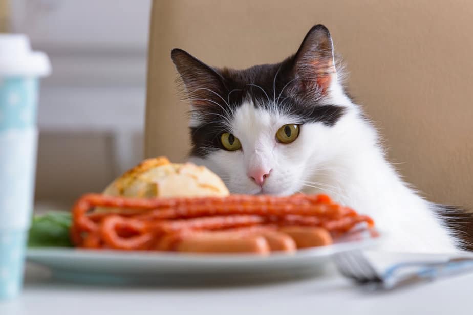 Kediler Köri Yiyebilir mi Endişelenmeniz Gereken Bir Şey mi