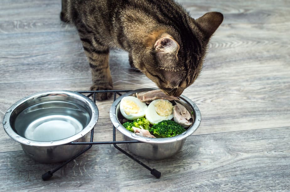 Can Cats Eat Curry Is It Something You Should Worry About