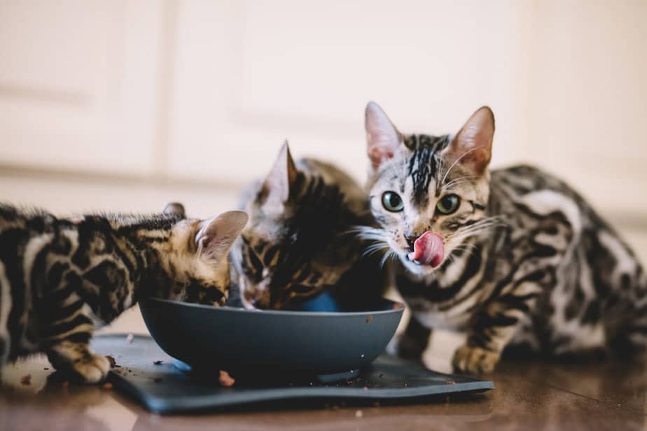 Can Cats Eat Curry Is It Something You Should Worry About