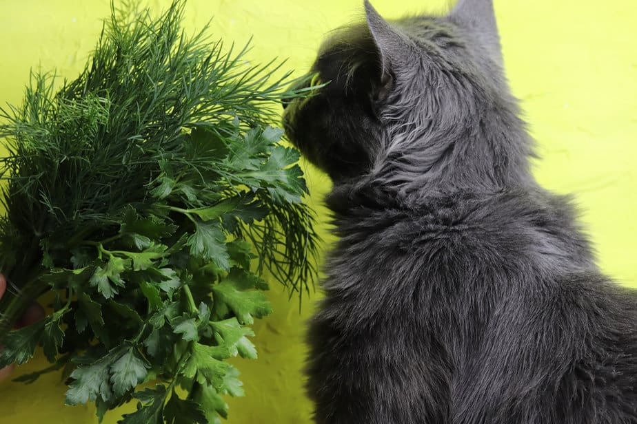 Kediler Dereotu Yiyebilir mi? Bu Bitki Onlara Heyecan Verir mi?