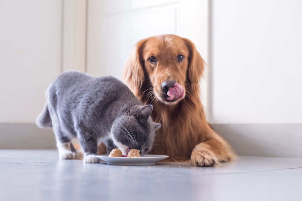 Can Cats Eat Dog Treats? Can These Pets Feast Together?