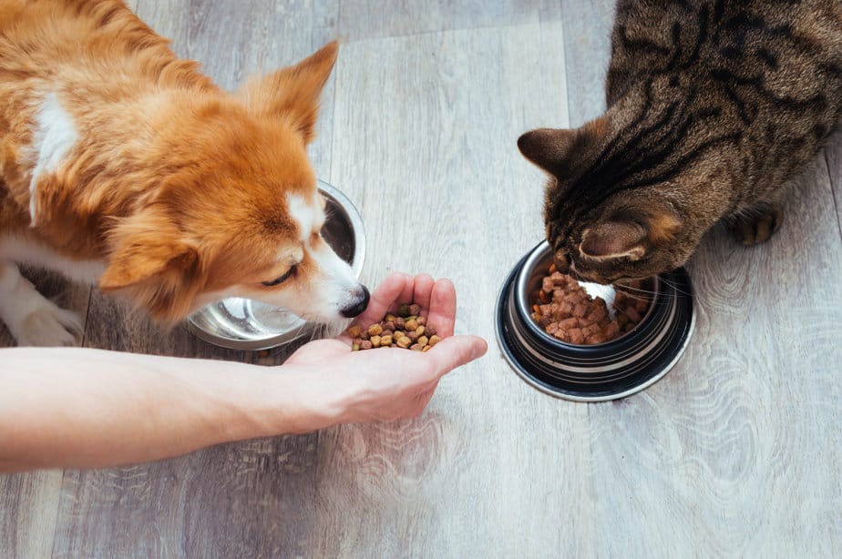 Kediler Köpek Ödül Mamalarını Yiyebilir mi? Bu Evcil Hayvanlar Birlikte Beslenebilir mi?