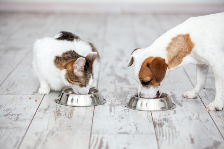 Can Cats Eat Dog Treats? Can These Pets Feast Together?
