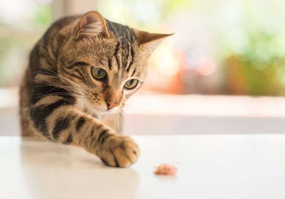 Kediler Keten Tohumu Yiyebilir mi Açgözlülüklerini Uyandırır mı
