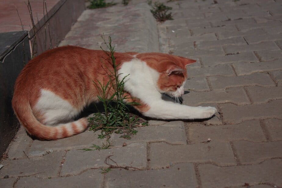 Can Cats Eat Flies? What Could Go Wrong With These Bugs?