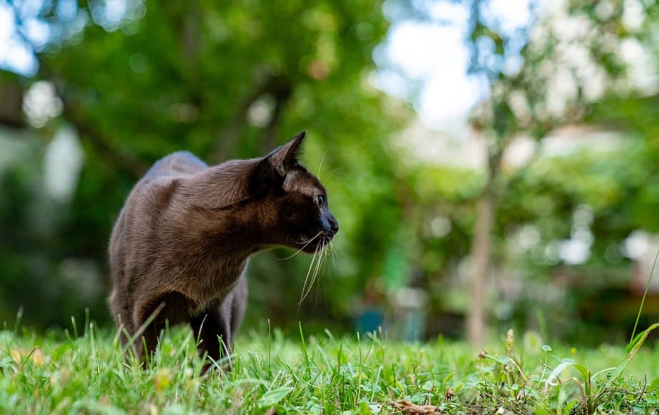 Can Cats Eat Flies? What Could Go Wrong With These Bugs?