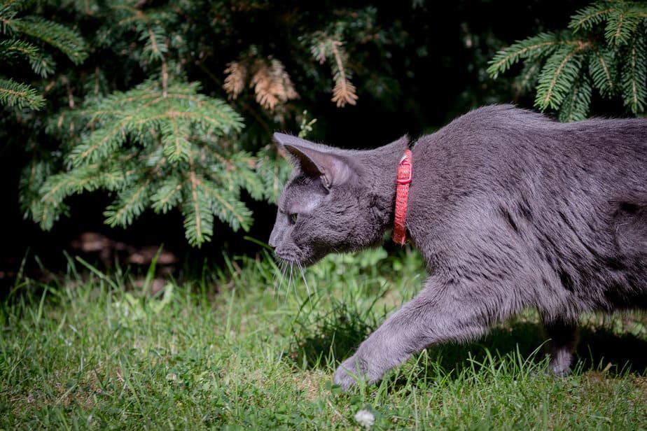 Can Cats Eat Flies? What Could Go Wrong With These Bugs?