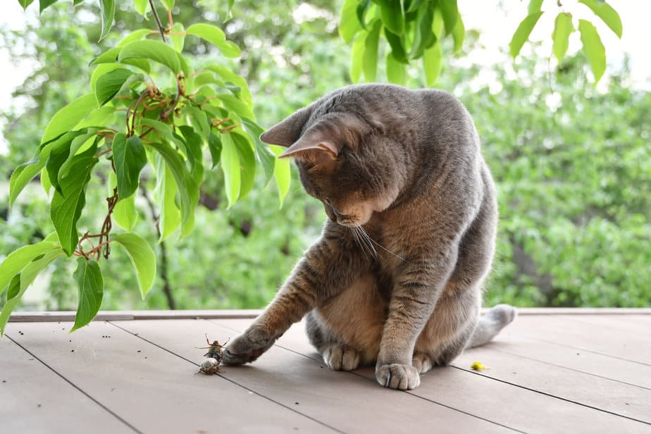 Can Cats Eat Flies? What Could Go Wrong With These Bugs?