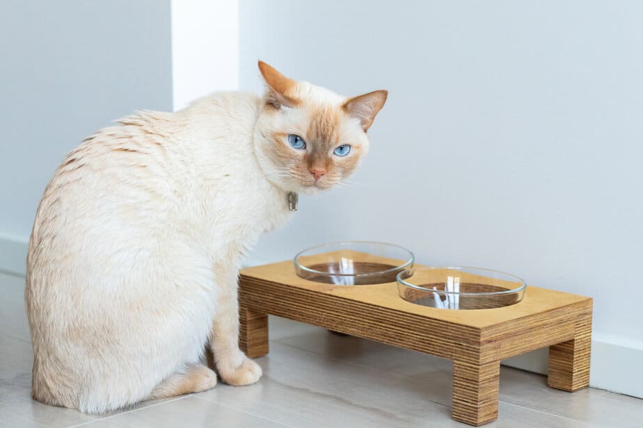 Can Cats Eat Mashed Potatoes? Is It Something They Crave?