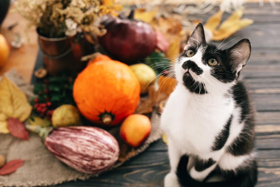 Can Cats Eat Pears? Do These Two Make A Great "Pear?"