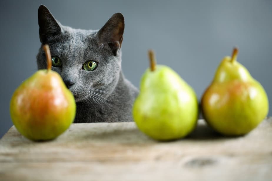 Kediler Armut Yiyebilir mi? Bu İkisinden Harika Bir "Armut" Olur mu?
