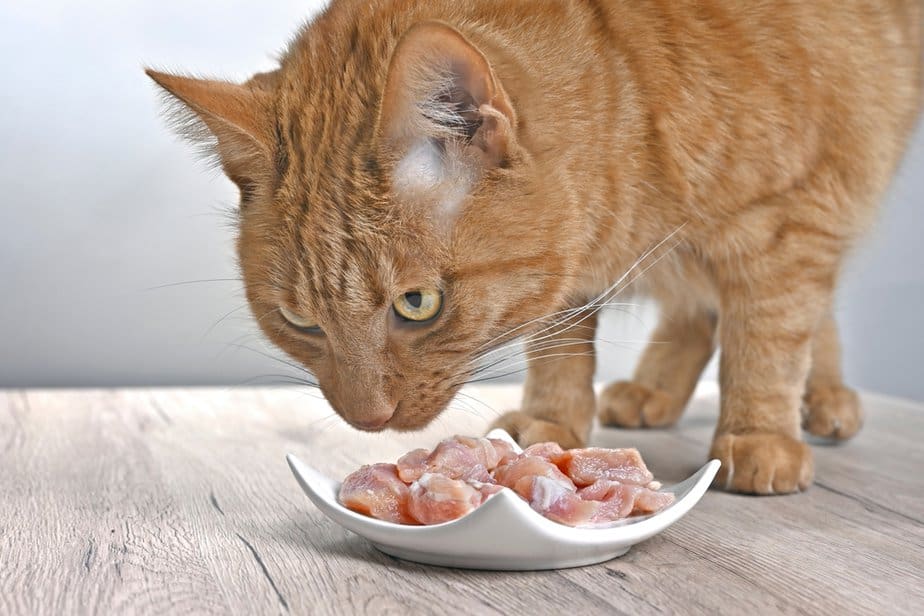 Kediler Domuz Kabuğu Yiyebilir mi? Bu Lezzetli İkramlar Bir Domuz Anlaşması mı?
