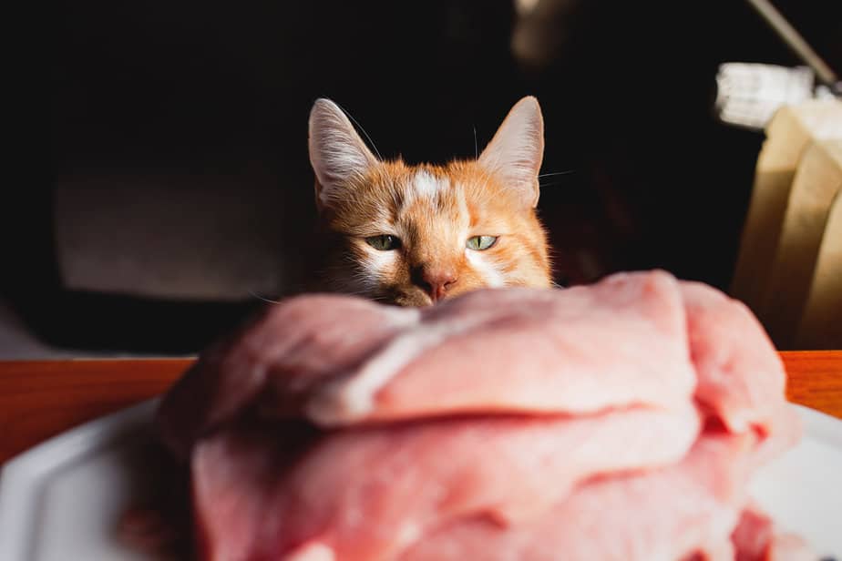 Kediler Domuz Kabuğu Yiyebilir mi? Bu Lezzetli İkramlar Bir Domuz Anlaşması mı?