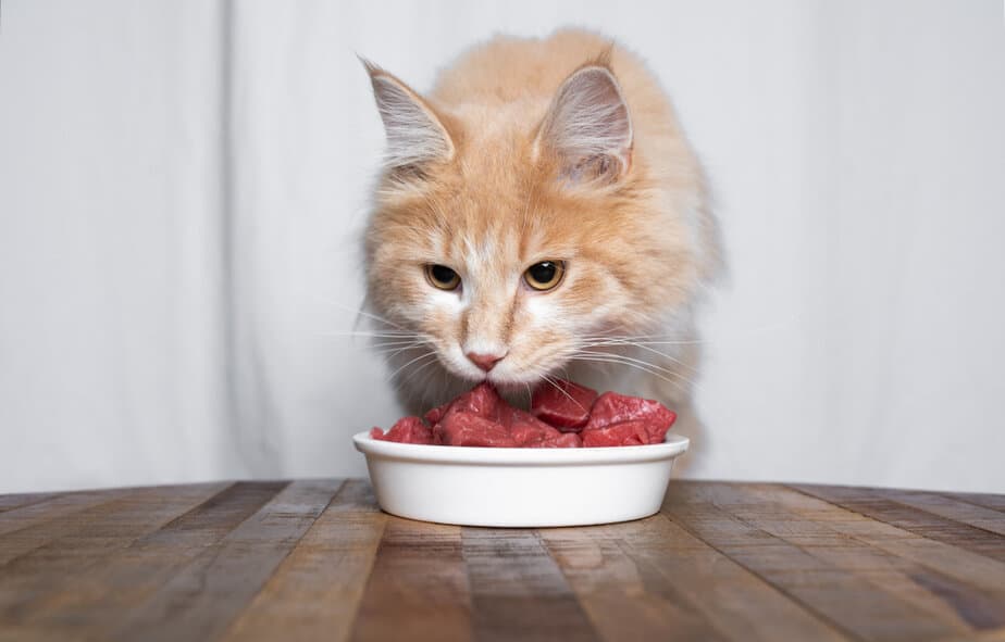 Cats eat raw clearance beef