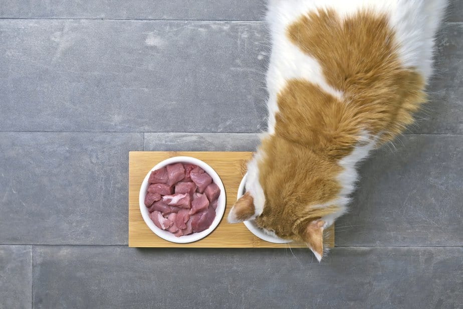 Can Cats Eat Raw Beef? To Give It Or To Forbid It?