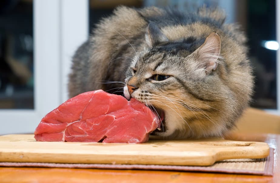 Kediler Çiğ Sığır Eti Yiyebilir mi? Vermek mi Yasaklamak mı?