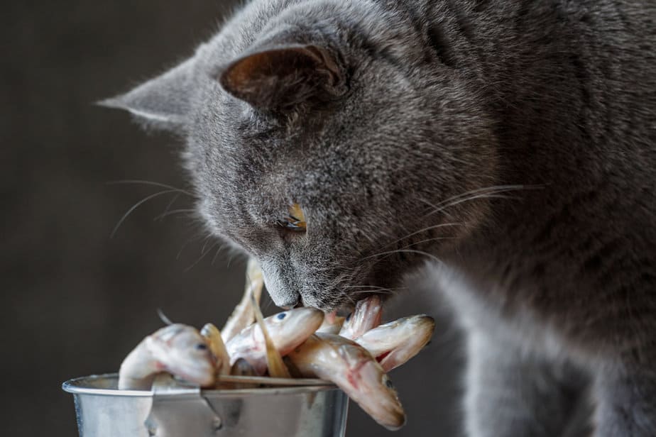 Kediler Çiğ Et Yiyebilir mi Riskleri ve Faydaları Nelerdir