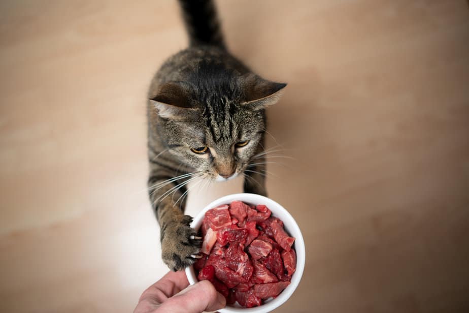 Can Cats Eat Raw Meat What Are The Risks And Benefits