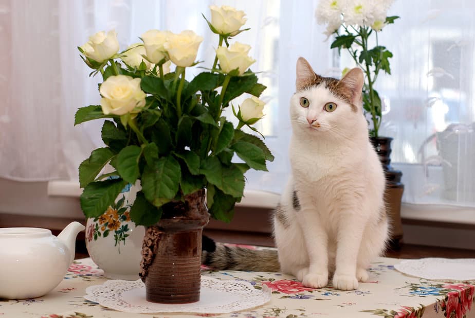 BİTTİ! Kediler Gül Yiyebilir mi Bu Güzel Kokulu Çiçekler Dikenlerden Bir Taç mıdır?