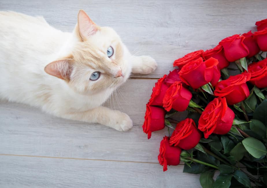 Kediler Gül Yiyebilir mi? Bu Güzel Kokulu Çiçekler Evcil Hayvanınıza Zarar Verebilir mi?